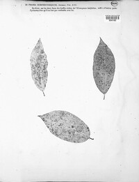 Phomopsis subnervisequa image